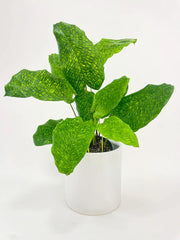 Calathea Musaica