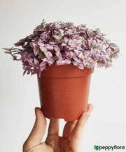 Pink Lady Inchplant (Callisia repens)