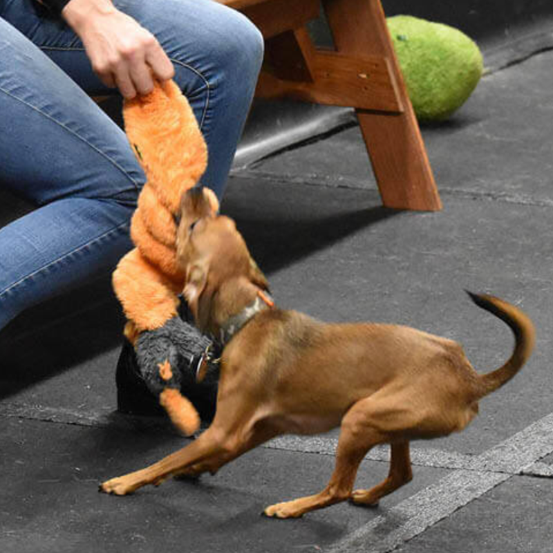 Cycle Dog Duraplush Coil Caterpillar