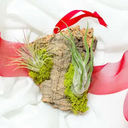 Assembled Living Air Plant Cork Red Ribbon Ornament