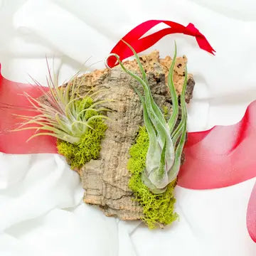 Assembled Living Air Plant Cork Red Ribbon Ornament