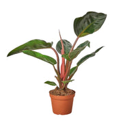 Philodendron "Congo Rojo" (Philodendron tatei)