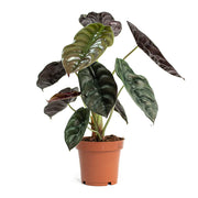 Alocasia Cuprea "Red Secret"