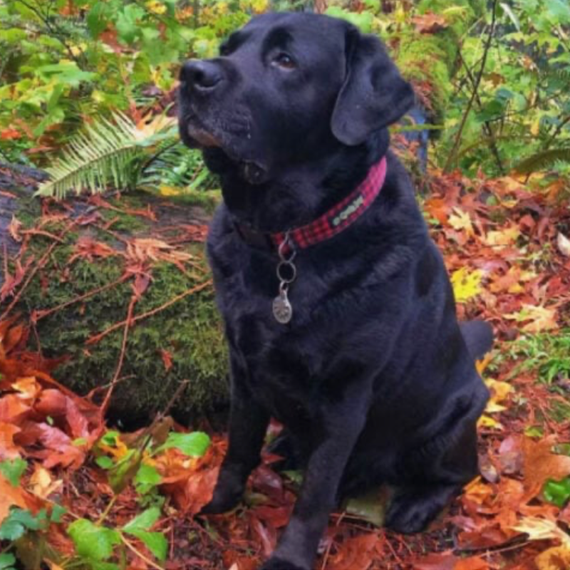 Cycle Dog Waterproof No-Stink Red Plaid Collar