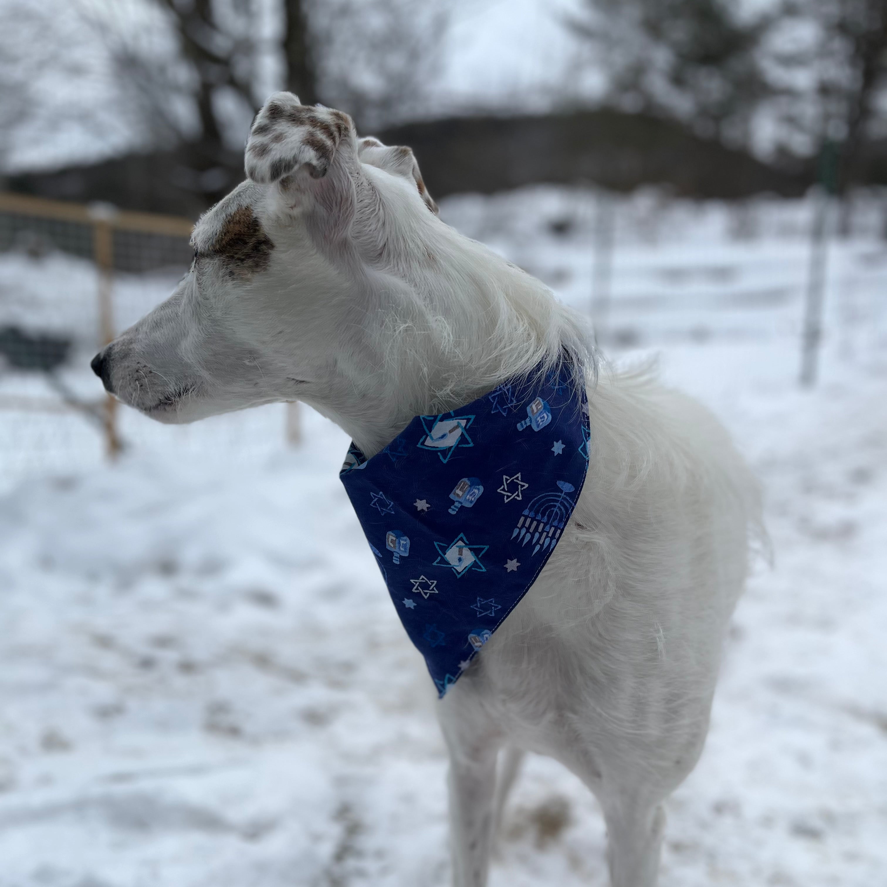 Winthrop Clothing Co. Hanukkah Dog Bandana