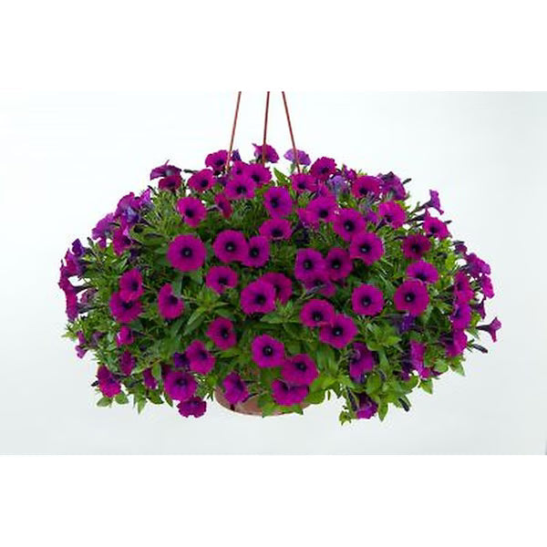 Petunia Hanging Basket