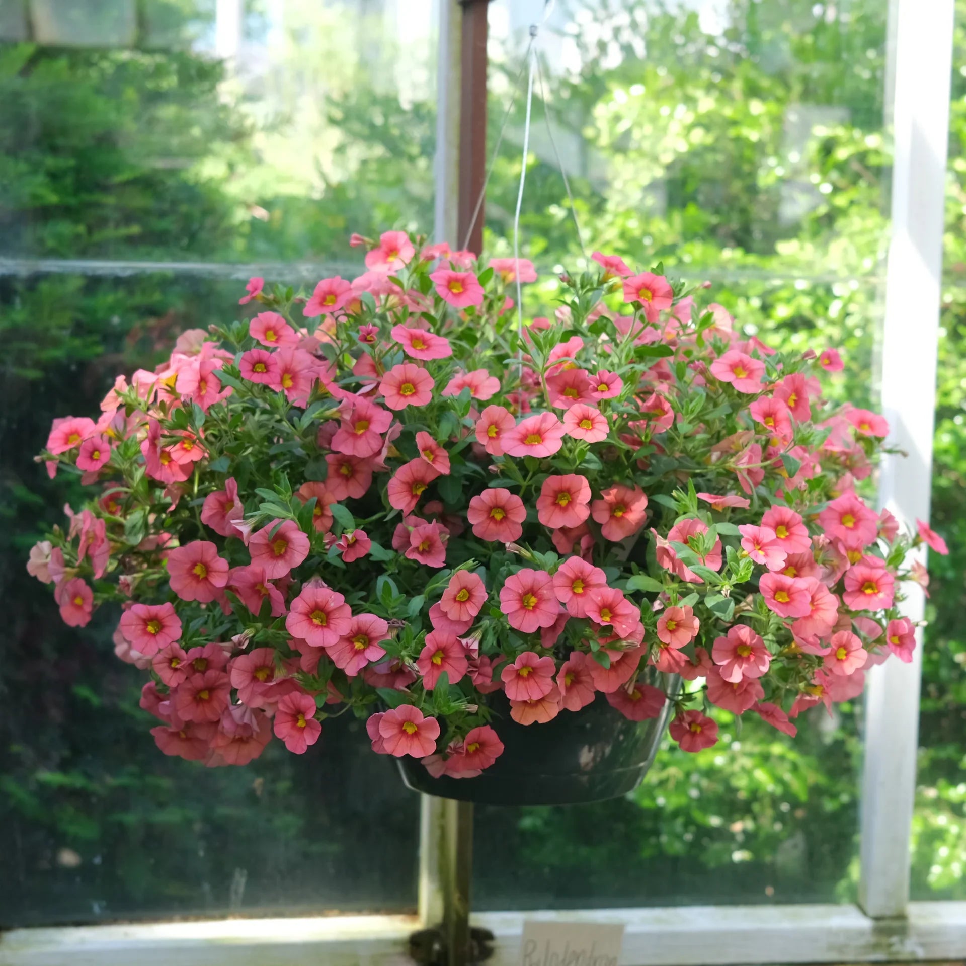 Million Bells Hanging Basket