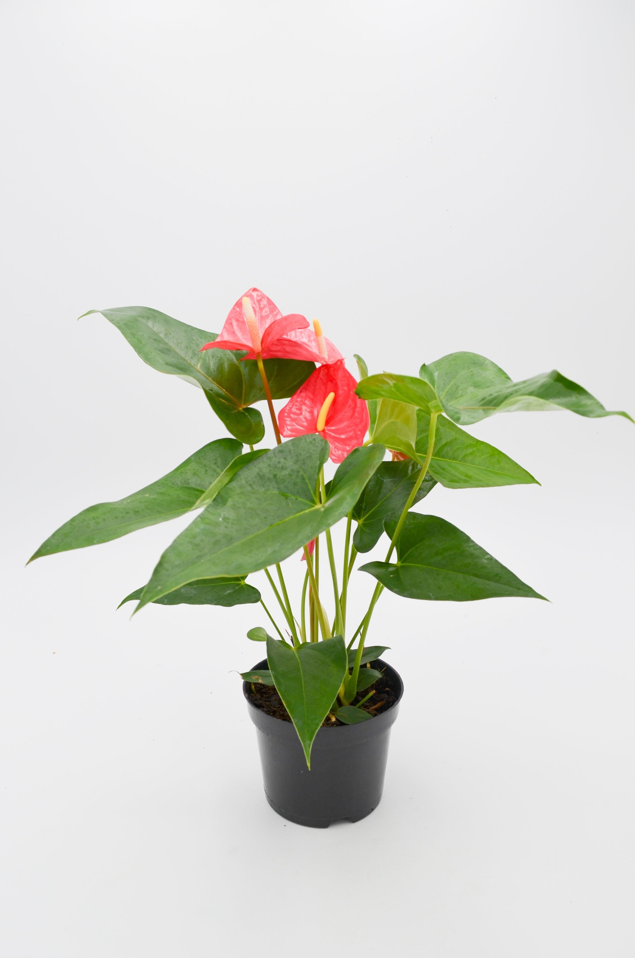 Anthurium