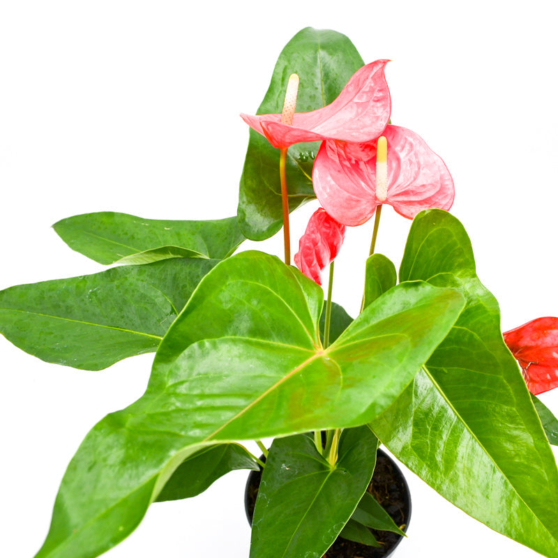 Anthurium