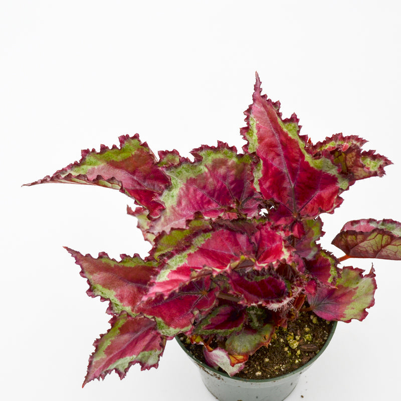 Rex Begonia Hybrid "Spitfire"