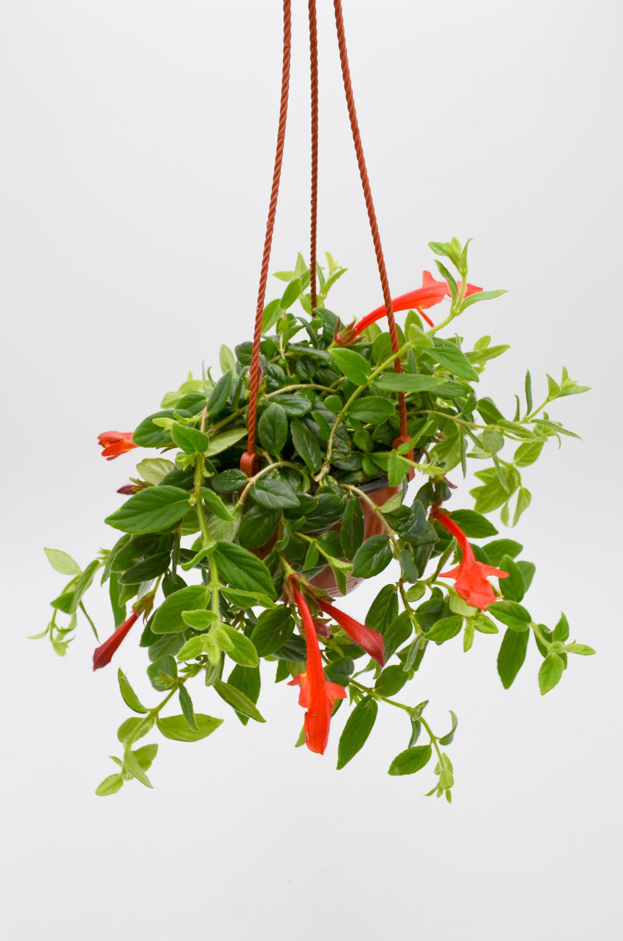 Goldfish Plant (Columnea nematanthus)
