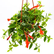 Goldfish Plant (Columnea nematanthus)