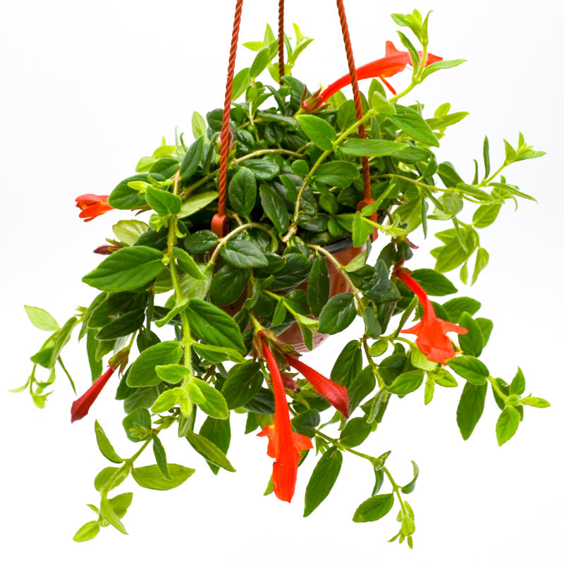 Goldfish Plant (Columnea nematanthus)