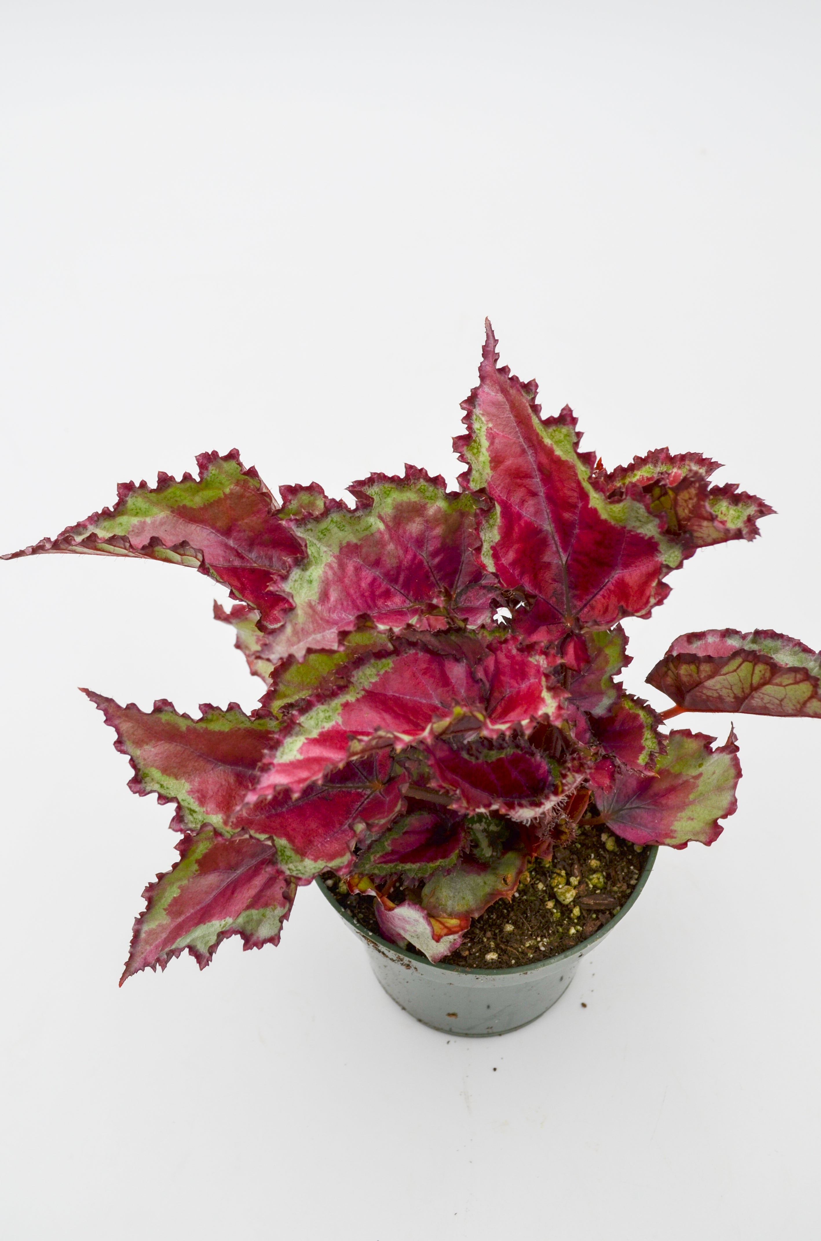 Rex Begonia Hybrid "Spitfire"
