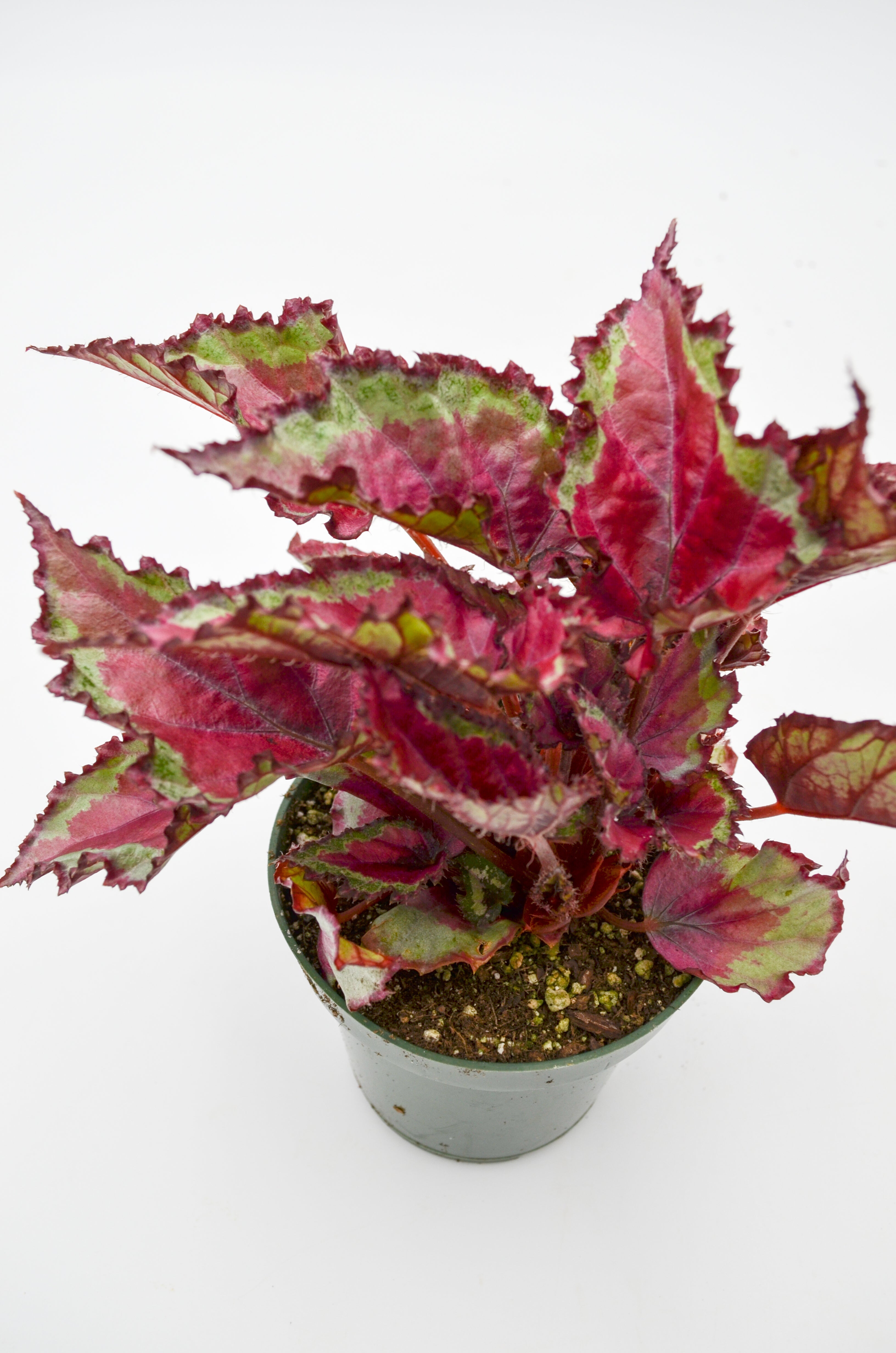 Rex Begonia Hybrid "Spitfire"