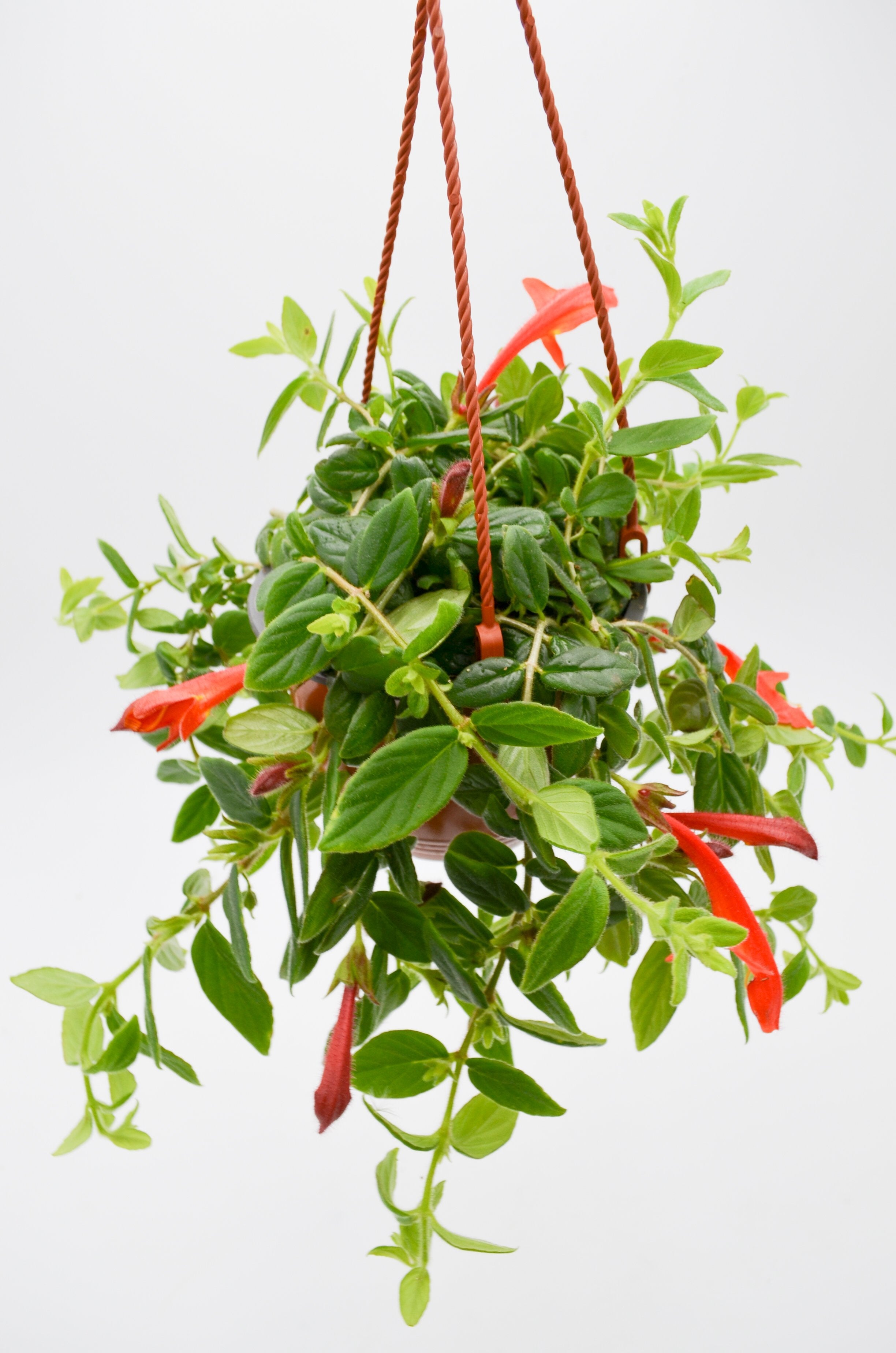 Goldfish Plant (Columnea nematanthus)