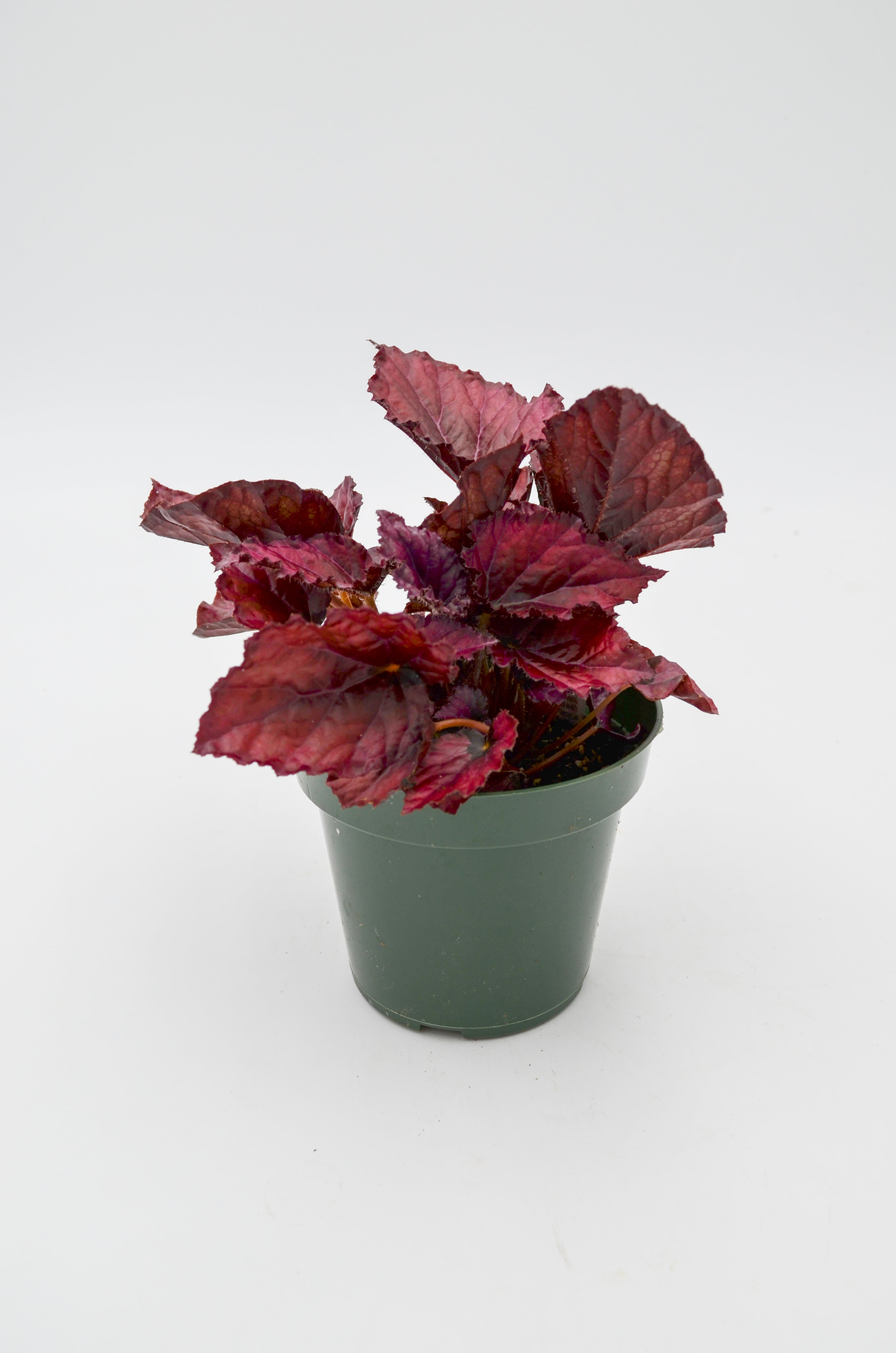 Rex Begonia Hybrid "Lava Red"