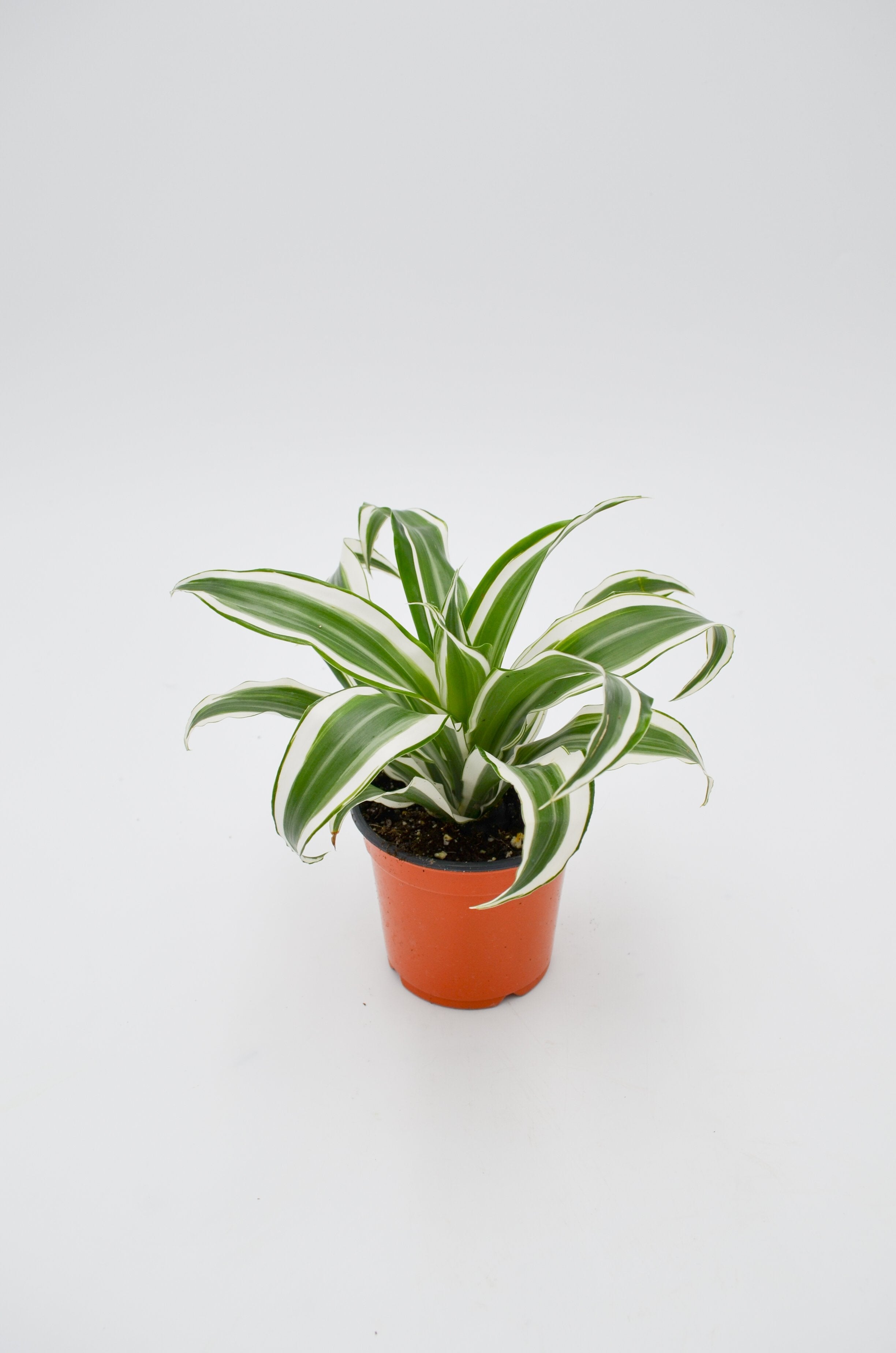 Dracaena 'Warneckii'