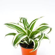 Dracaena 'Warneckii'