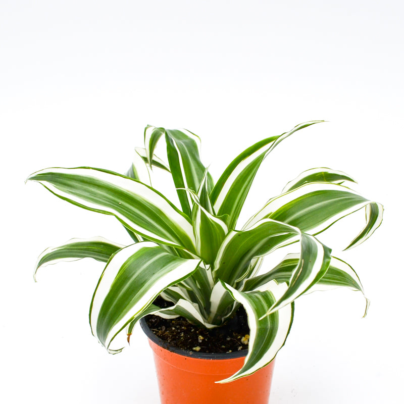 Dracaena 'Warneckii'