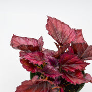 Rex Begonia Hybrid "Lava Red"