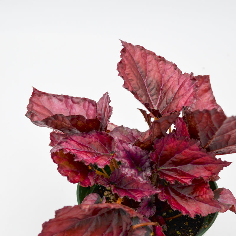 Rex Begonia Hybrid "Lava Red"