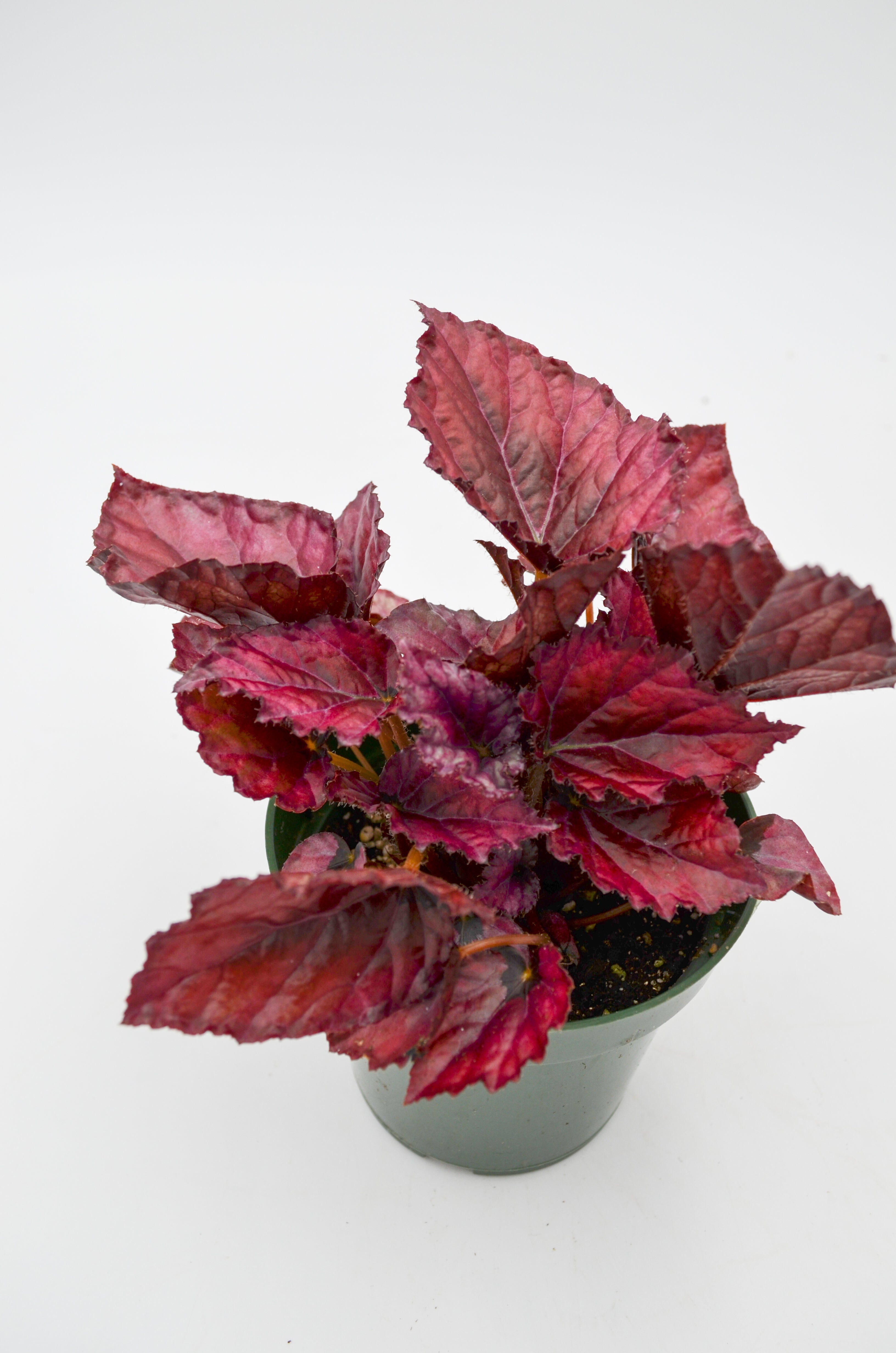 Rex Begonia Hybrid "Lava Red"