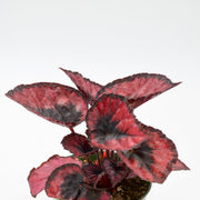 Rex Begonia Hybrid "Red Kiss"