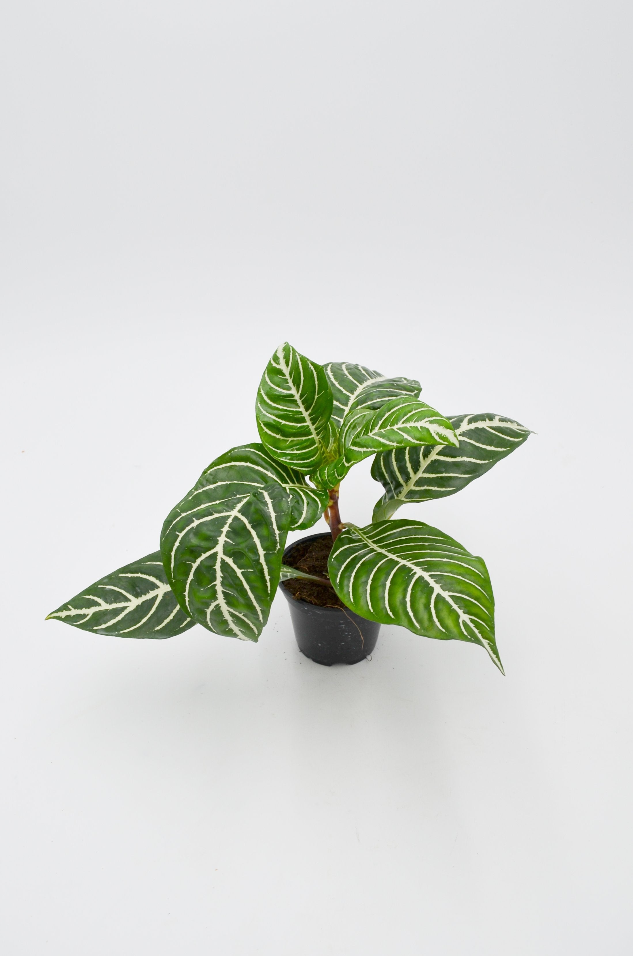 Zebra Plant (Aphelandra squarrosa)