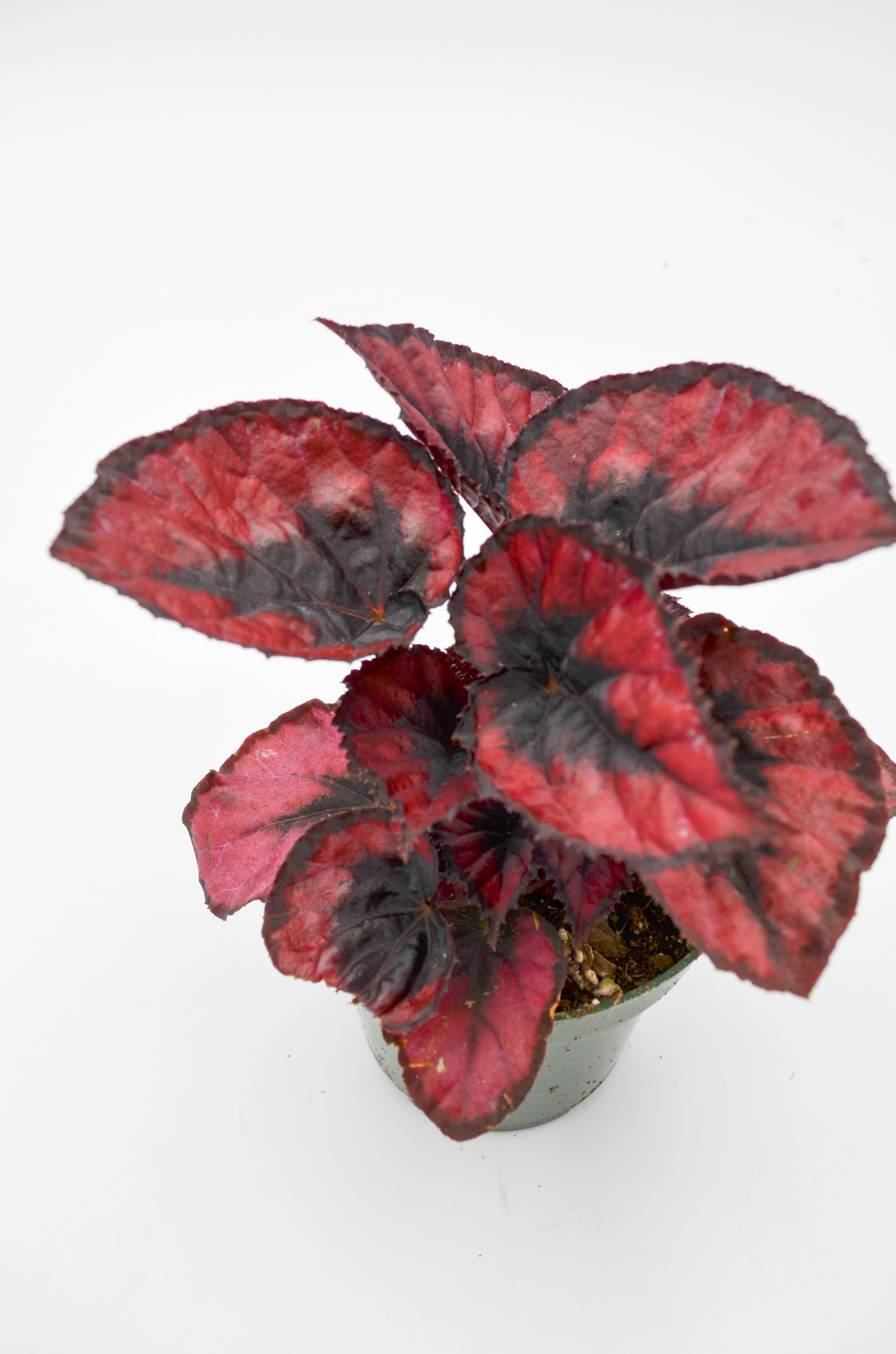 Rex Begonia Hybrid "Red Kiss"