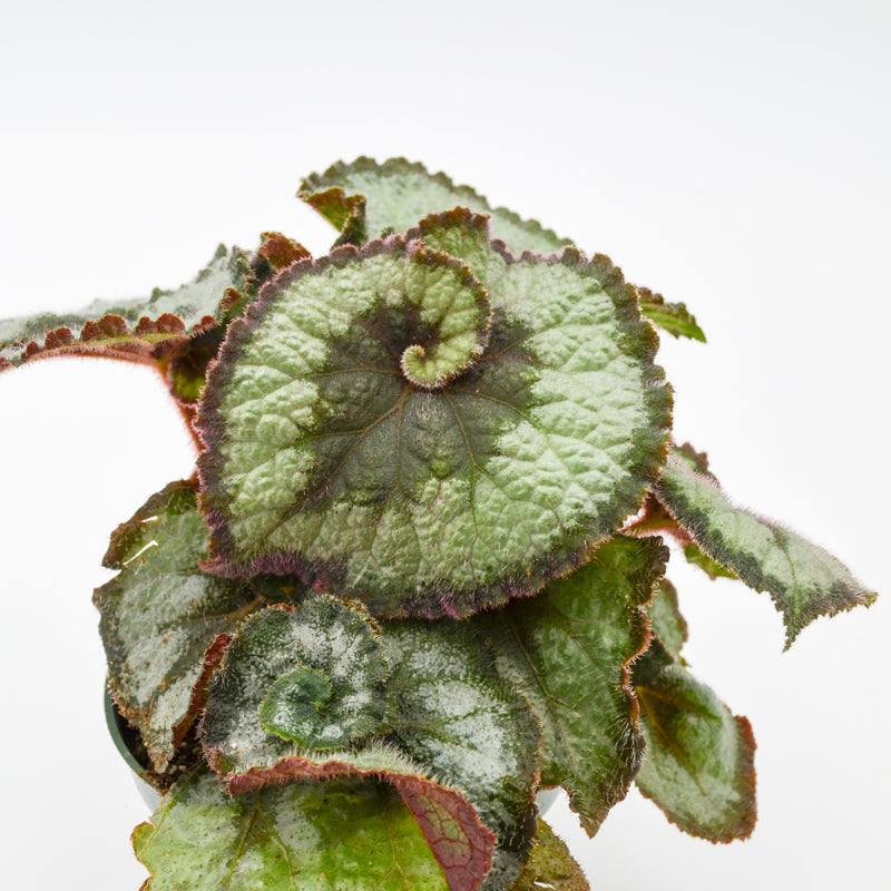 Rex Begonia Hybrid "Escargot"