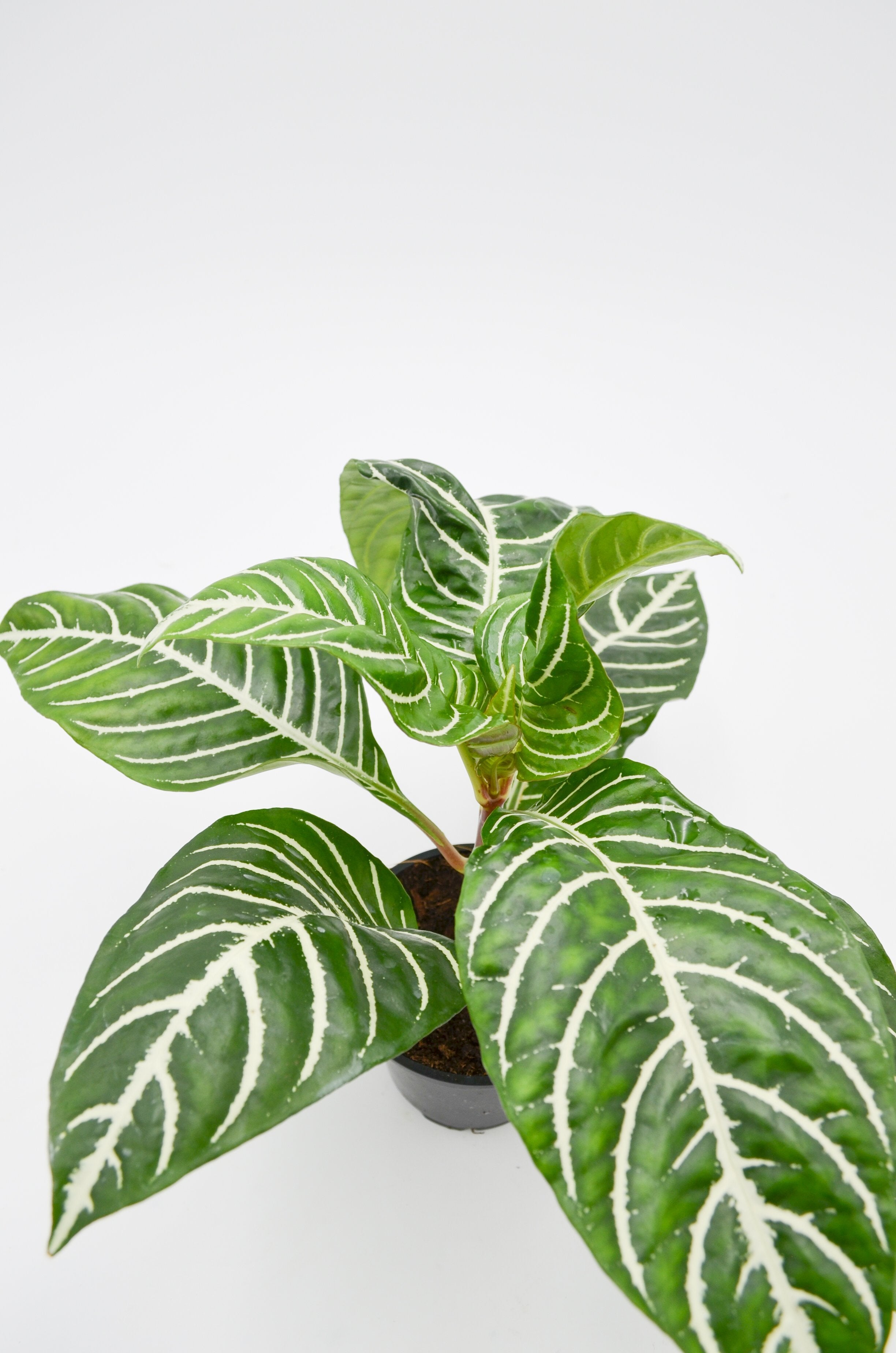 Zebra Plant (Aphelandra squarrosa)