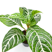 Zebra Plant (Aphelandra squarrosa)