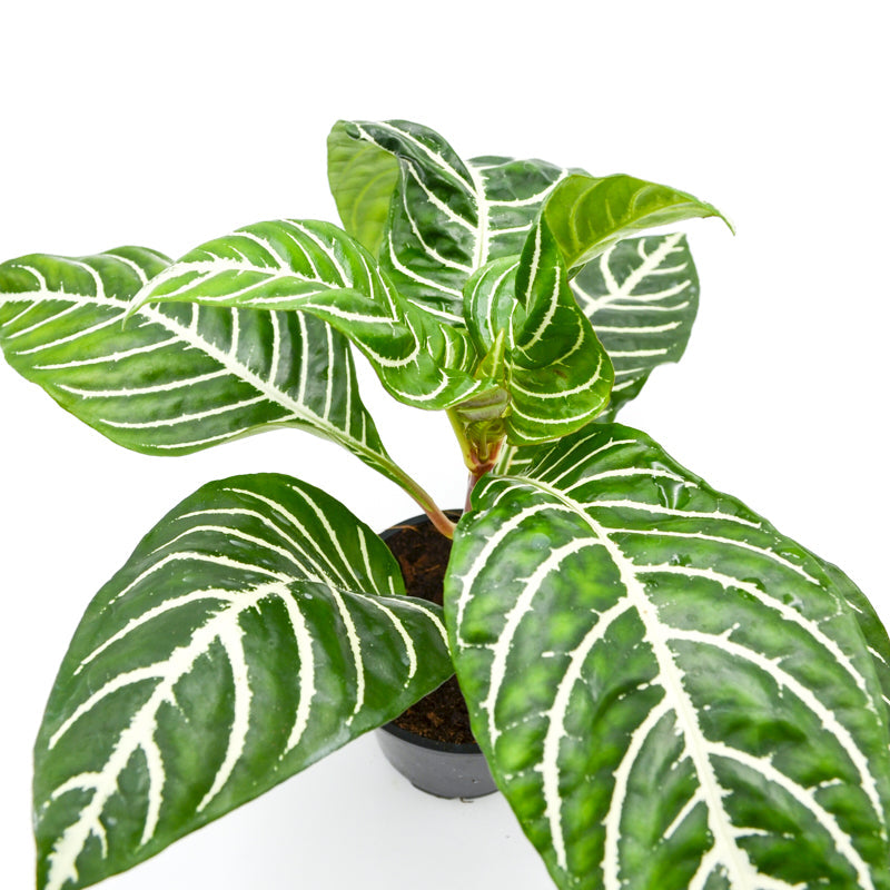 Zebra Plant (Aphelandra squarrosa)