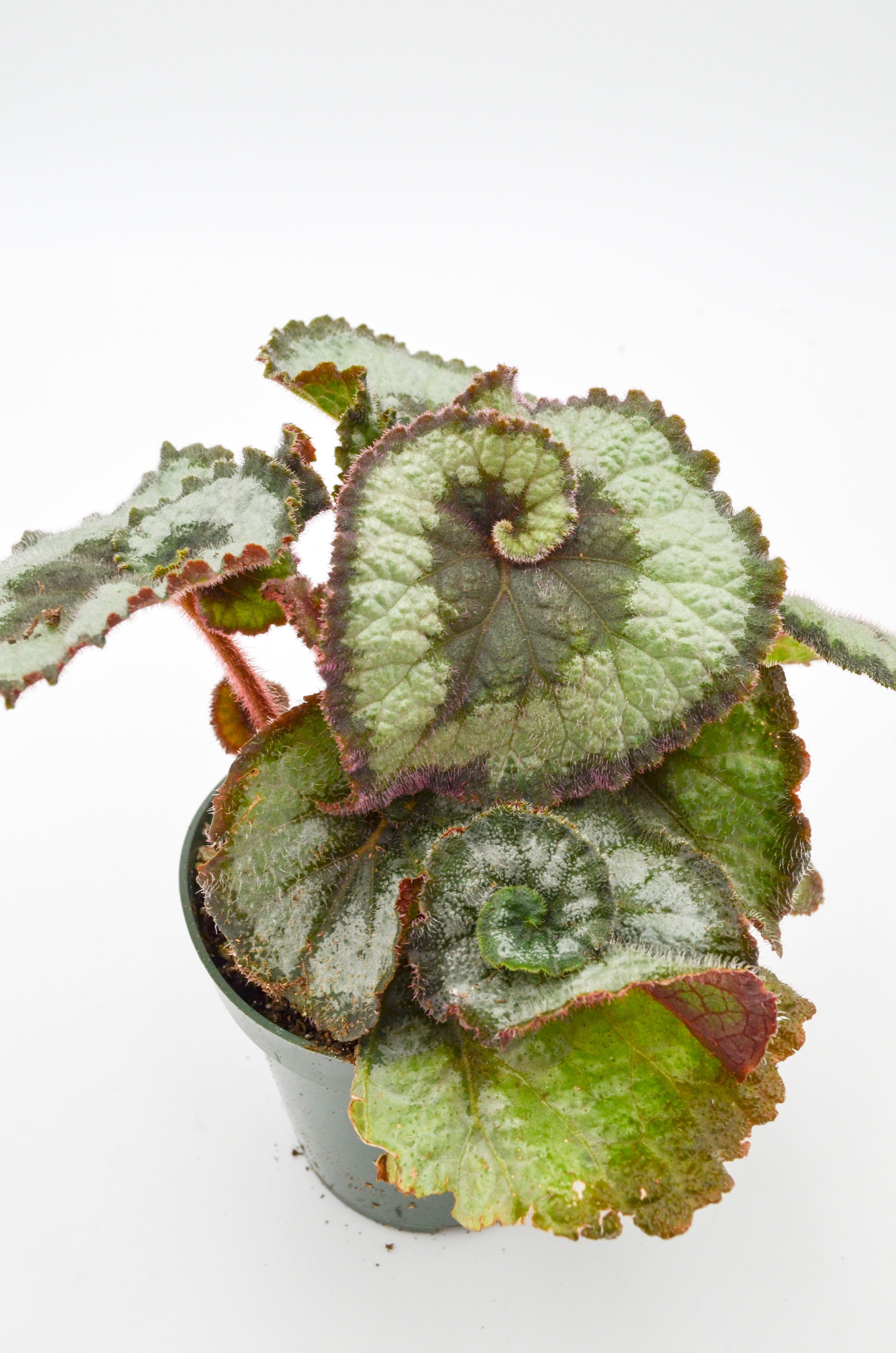 Rex Begonia Hybrid "Escargot"