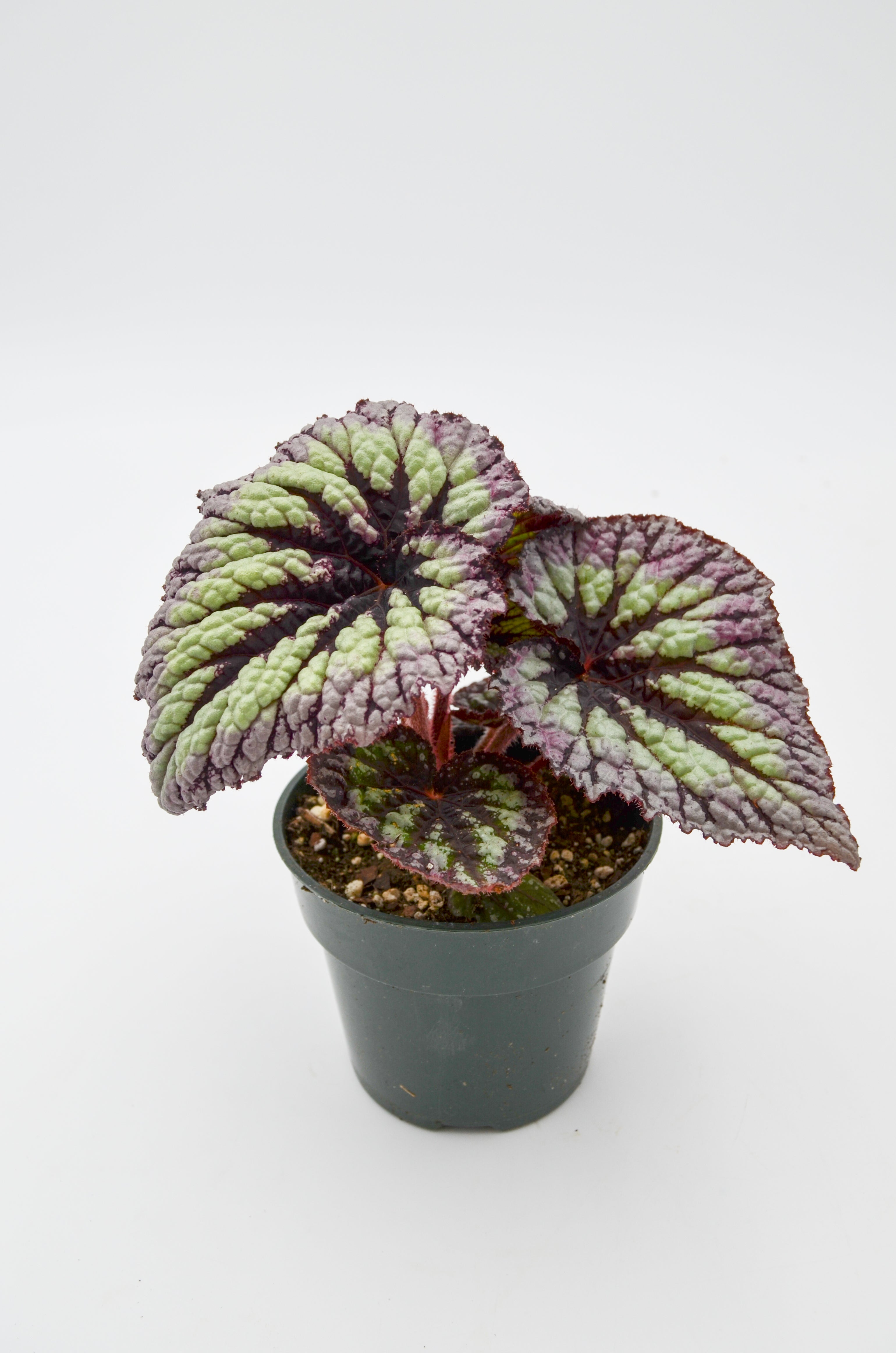 Rex Begonia Hybrid "Fireworks"