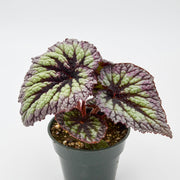 Rex Begonia Hybrid "Fireworks"