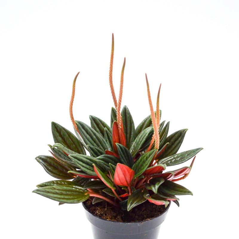 Peperomia Caperata Rosso