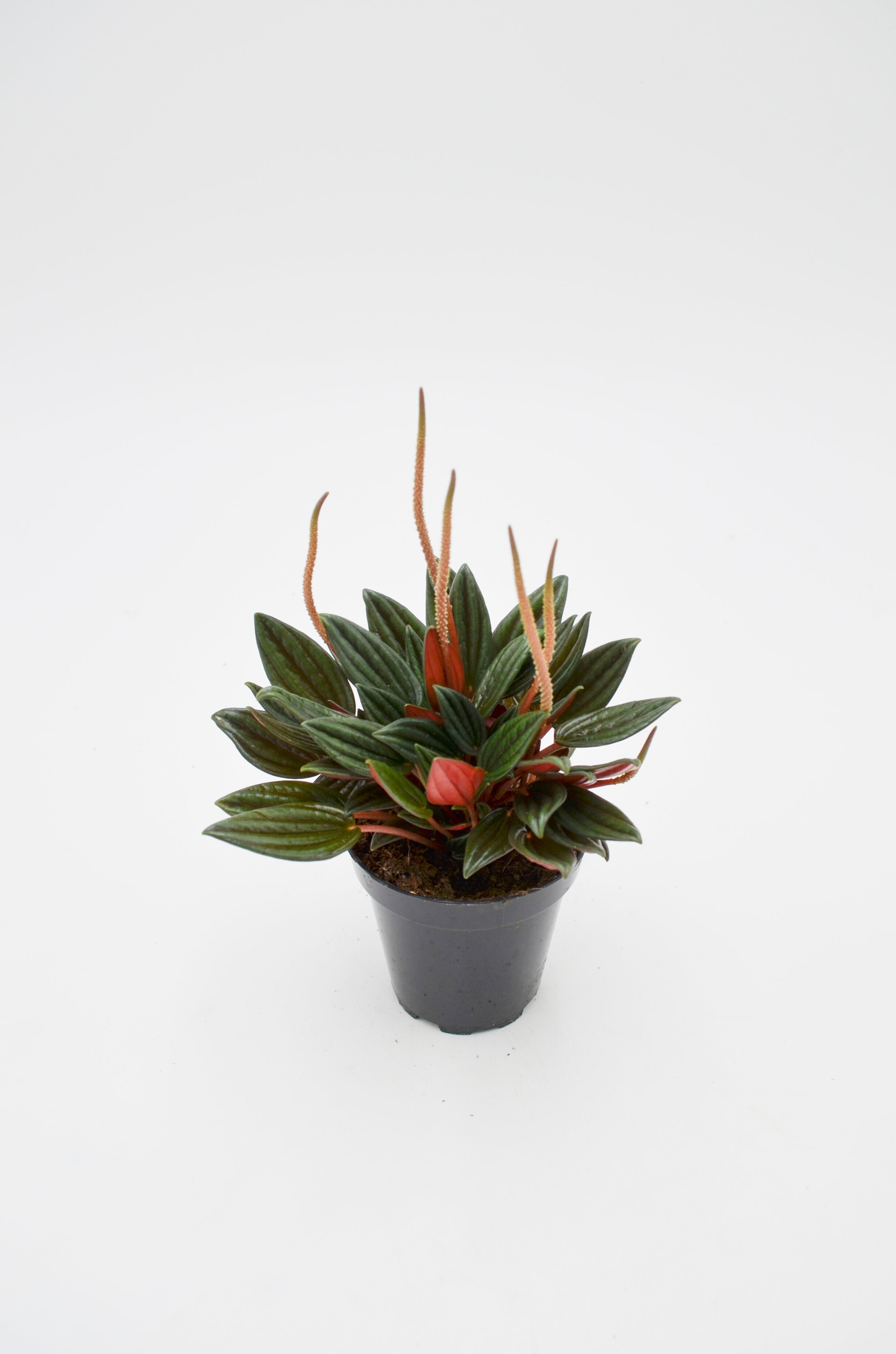 Peperomia Caperata Rosso