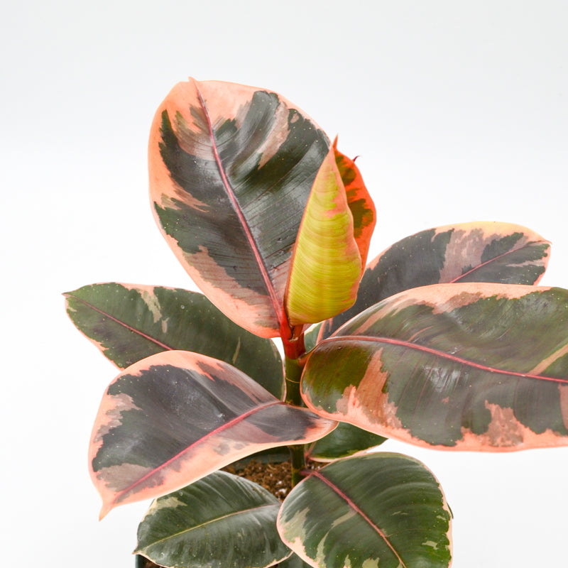 Variegated Rubber Tree "Ruby" (Ficus elastica)