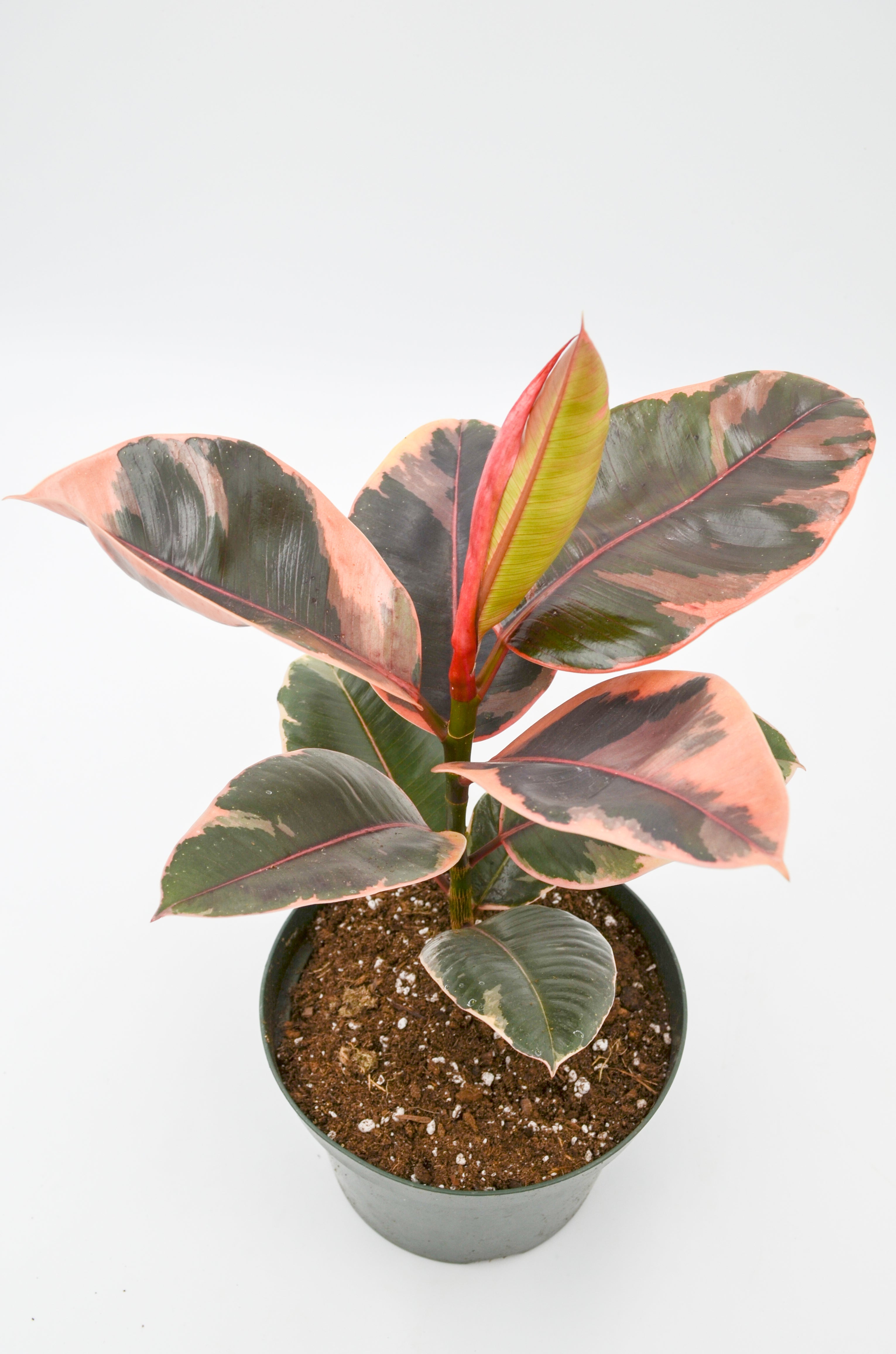 Variegated Rubber Tree "Ruby" (Ficus elastica)