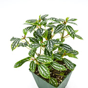 Aluminum Plant (Pilea cadierei)