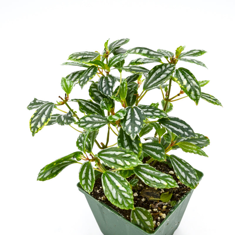 Aluminum Plant (Pilea cadierei)