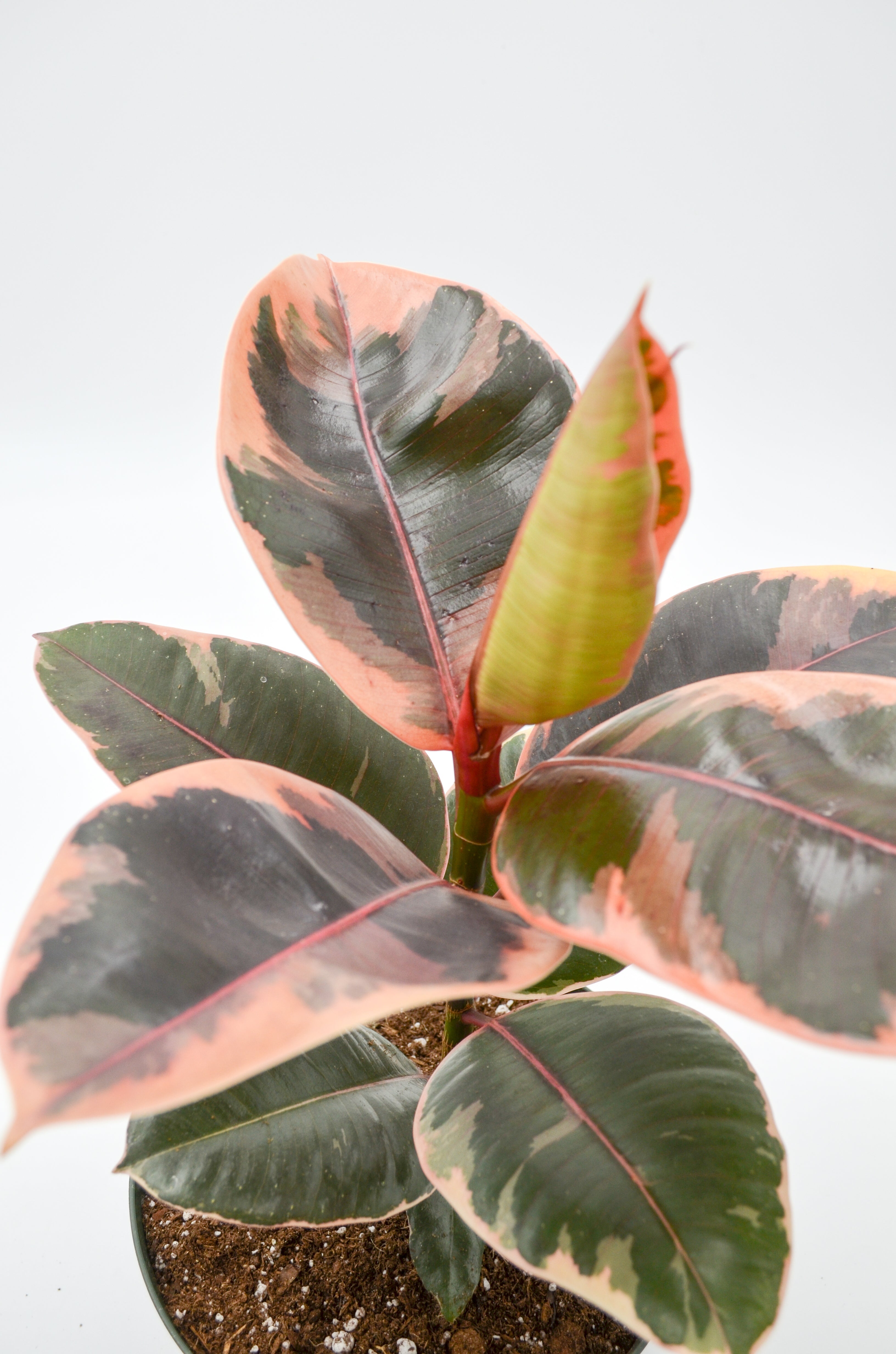 Variegated Rubber Tree "Ruby" (Ficus elastica)