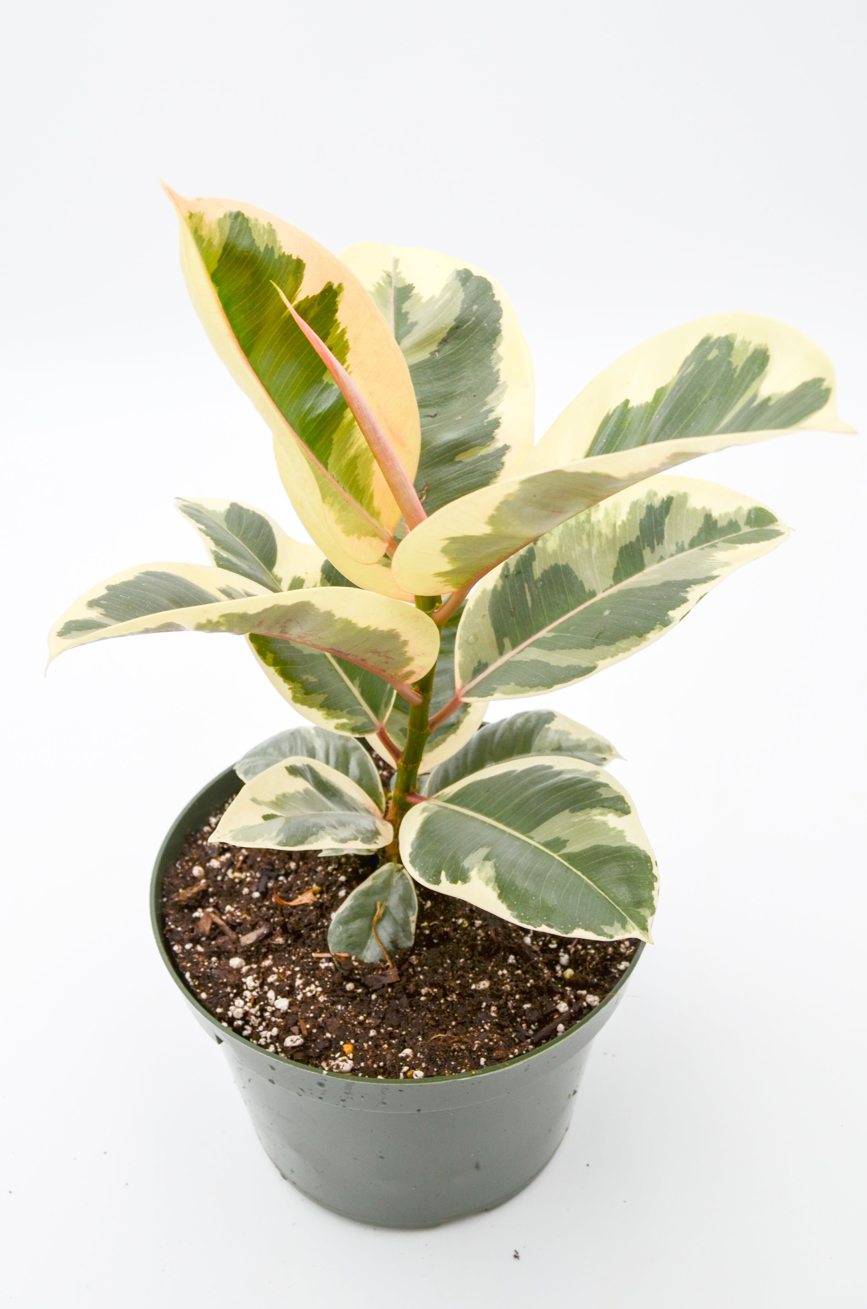 Variegated Rubber Tree "Tineke" (Ficus elastica)