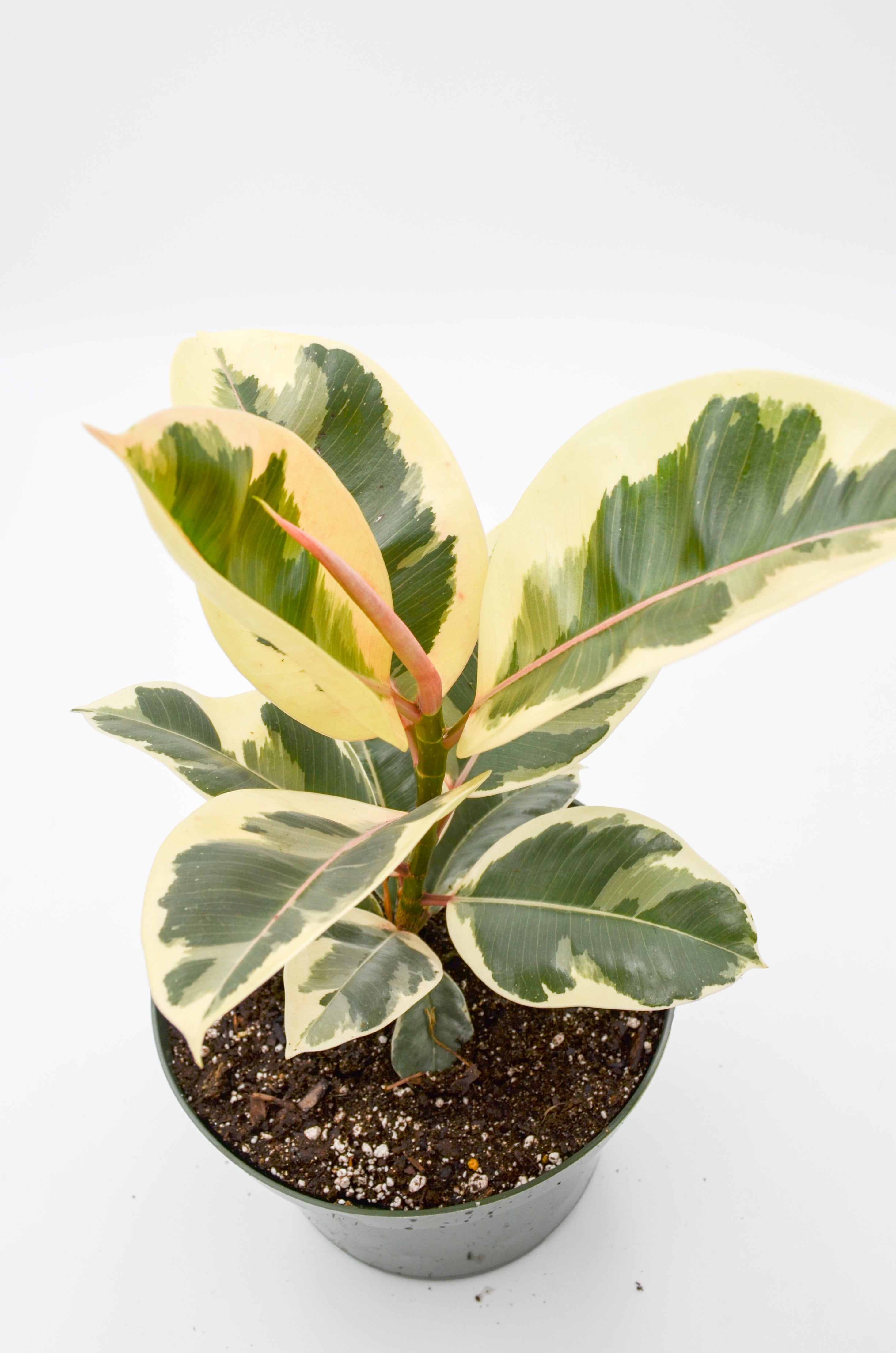Variegated Rubber Tree "Tineke" (Ficus elastica)