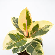 Variegated Rubber Tree "Tineke" (Ficus elastica)