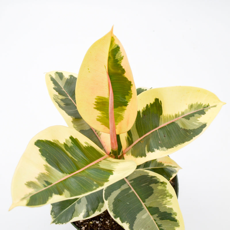 Variegated Rubber Tree "Tineke" (Ficus elastica)