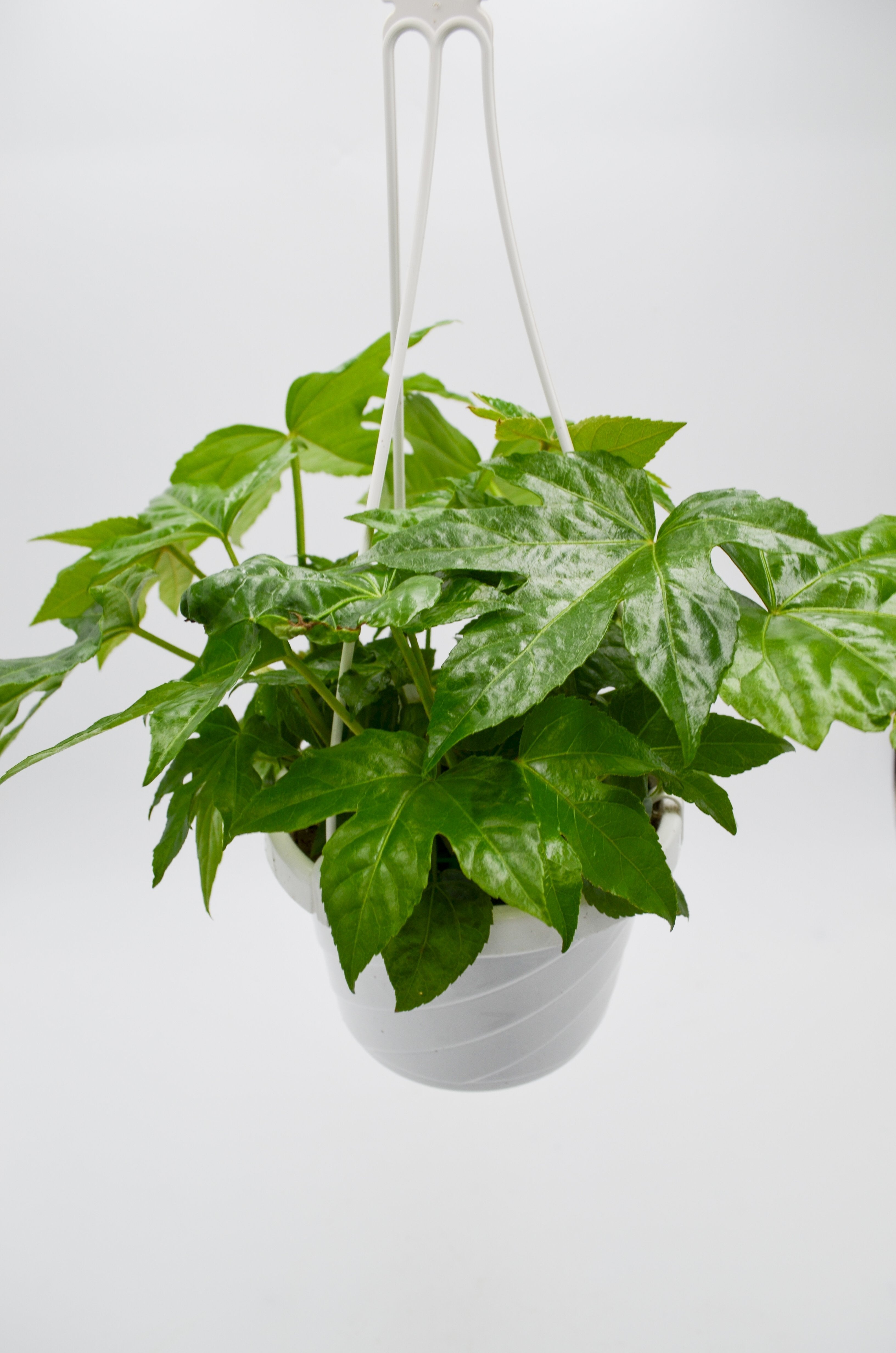 Paper plant (Fatsia japonica)