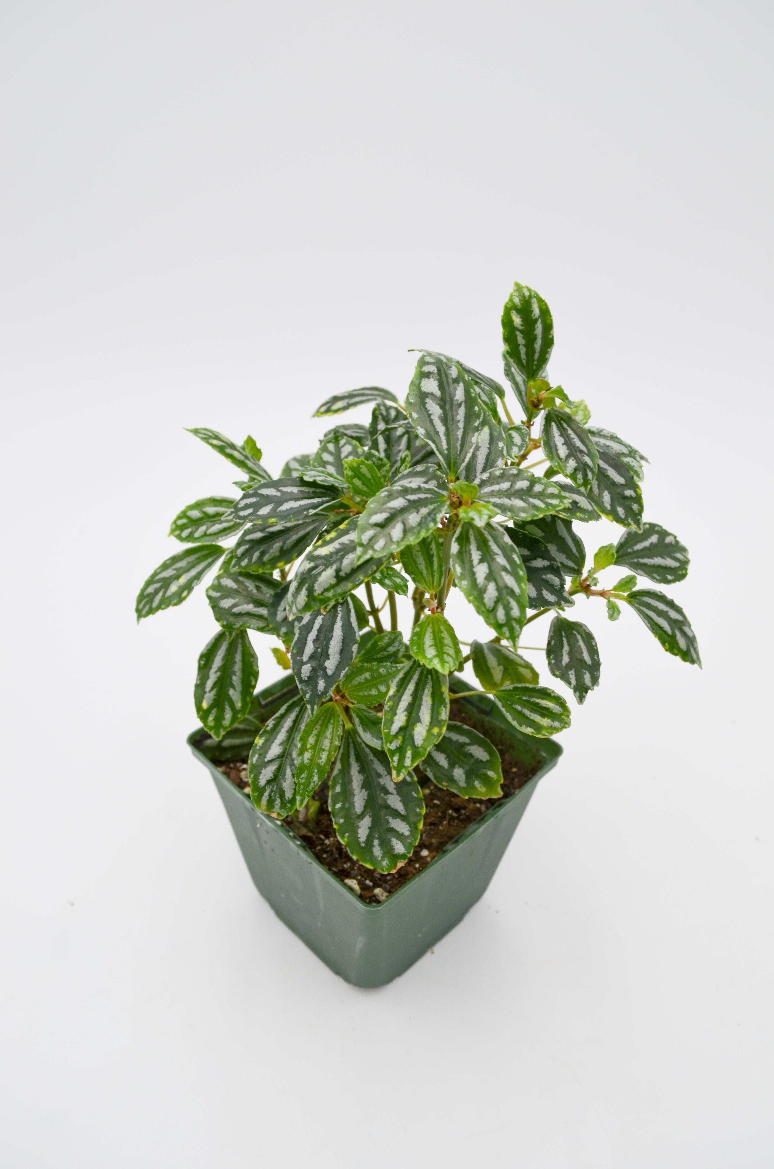 Aluminum Plant (Pilea cadierei)